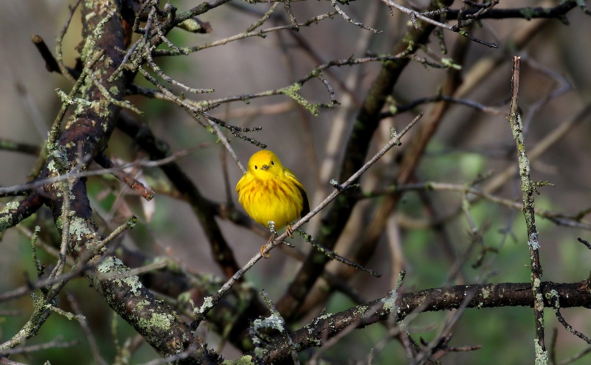 Yellow Warbler (Northern) - Jay McGowan
