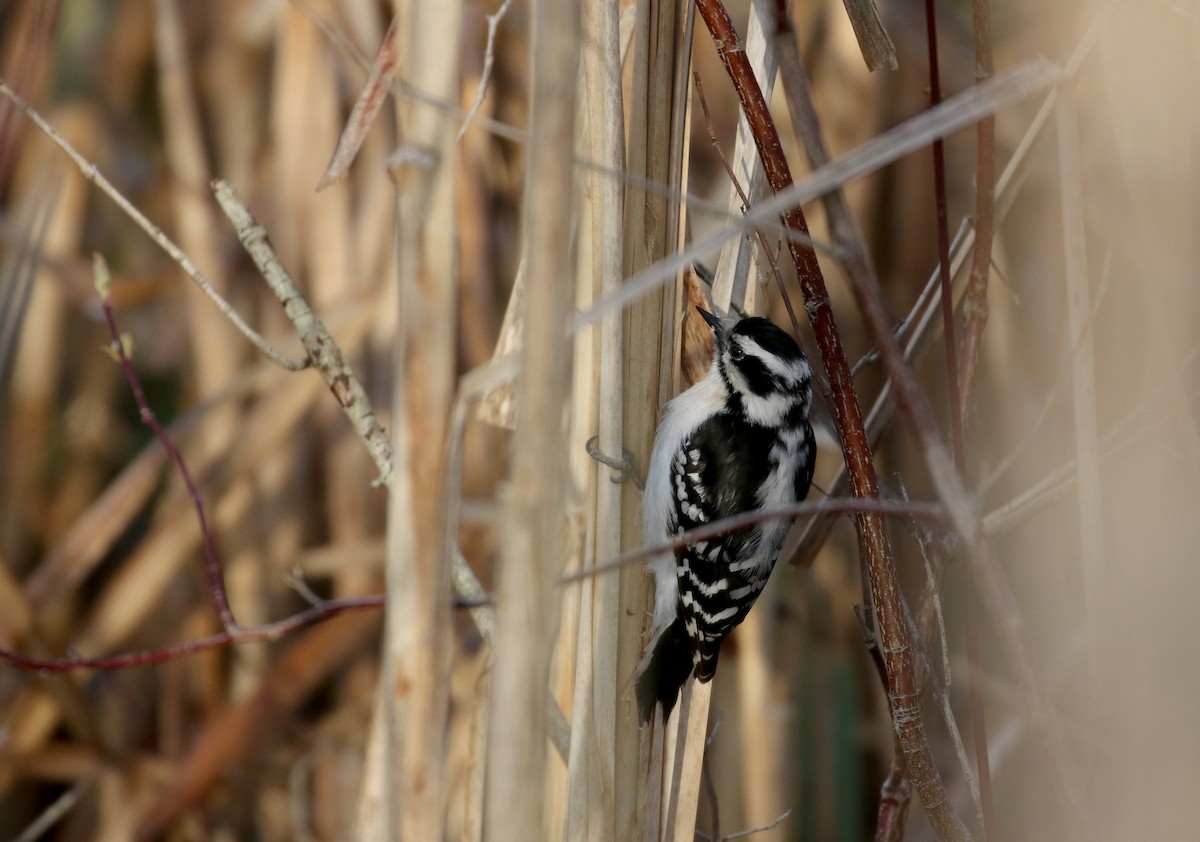 Downy Woodpecker (Eastern) - ML233614661