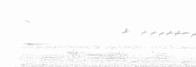 Glanzfleckdrongo - ML233615