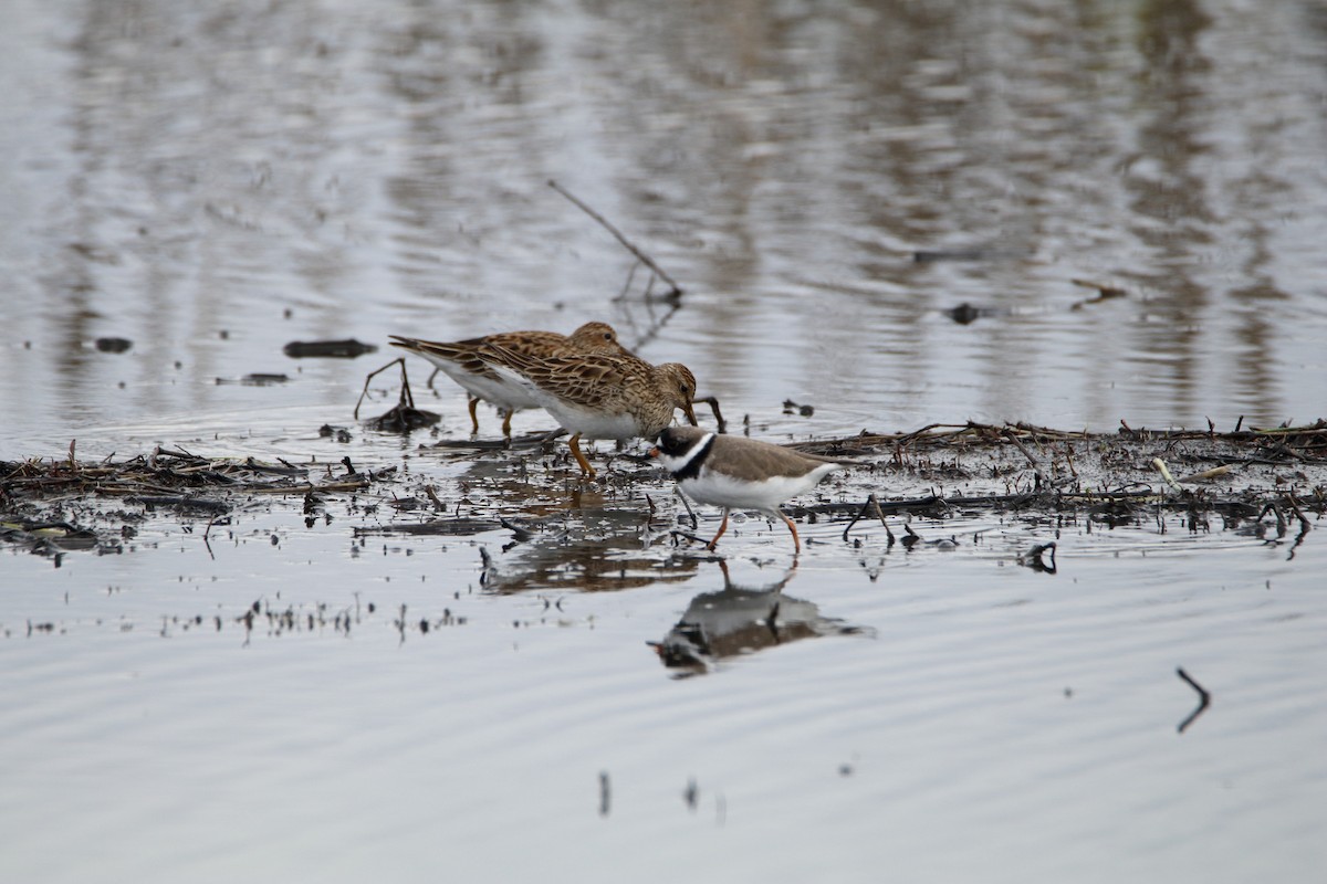 Semipalmated Plover - ML233615641