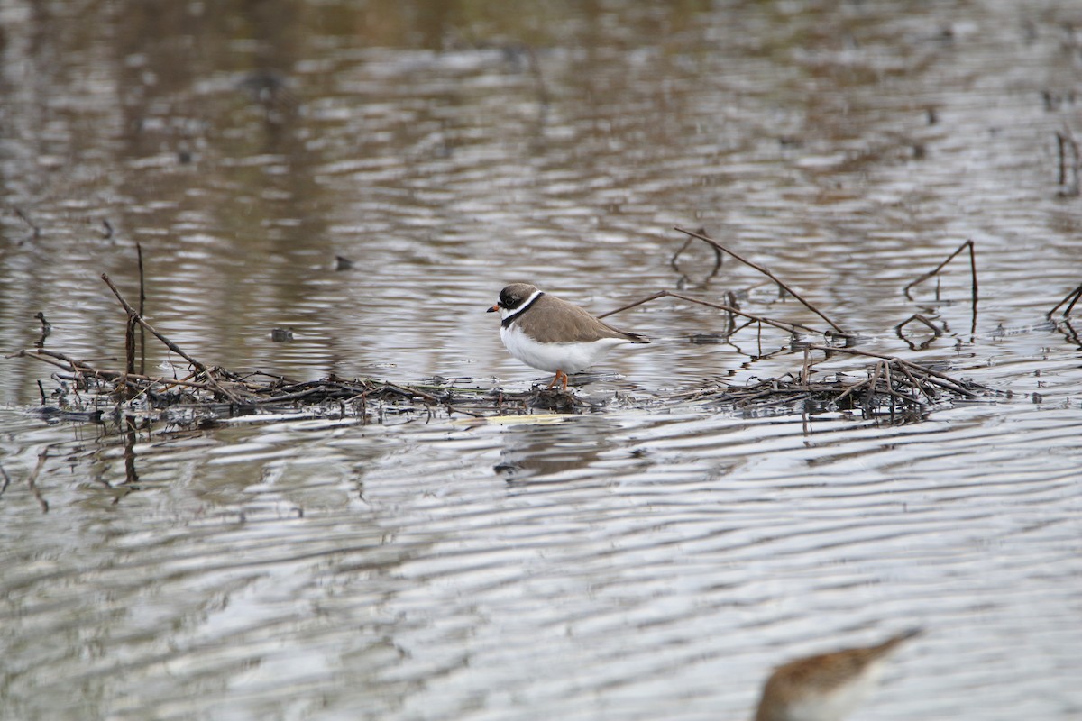 Semipalmated Plover - ML233615671