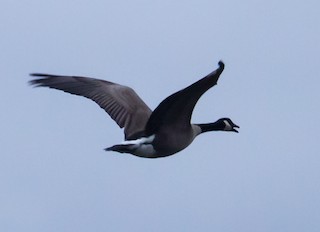 Canada Goose (moffitti/maxima), ML23361661