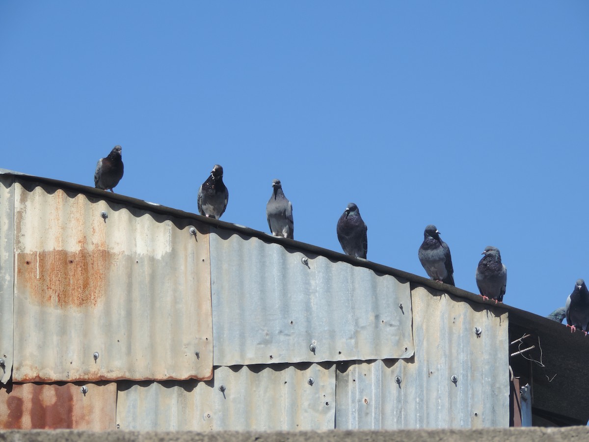 Rock Pigeon (Feral Pigeon) - JOSÉ AUGUSTO Mérida Misericordia