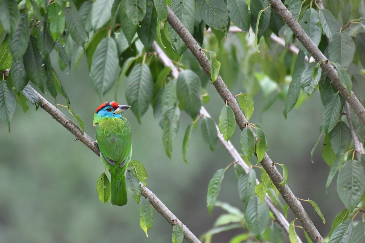 Blue-throated Barbet (Red-crowned) - ML233622271