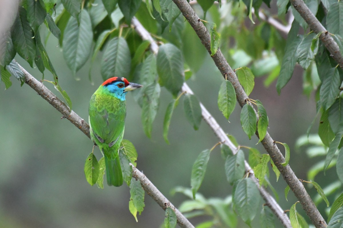 Blue-throated Barbet (Red-crowned) - ML233622391