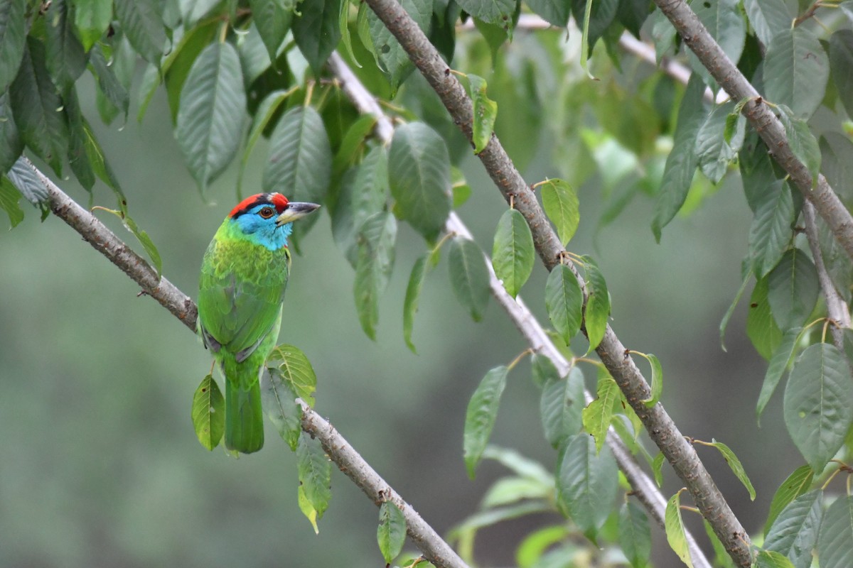 Blue-throated Barbet (Red-crowned) - Ian Hearn