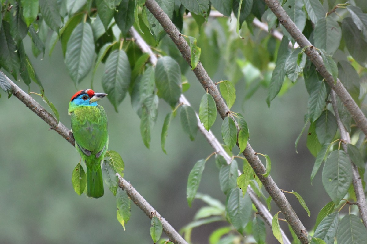 Blue-throated Barbet (Red-crowned) - ML233622501