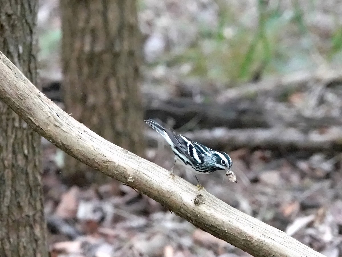 Black-and-white Warbler - Mark Terry