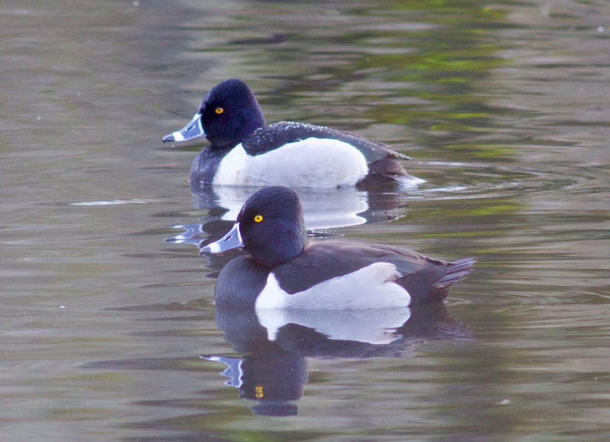 Ring-necked Duck - Kathryn Keith