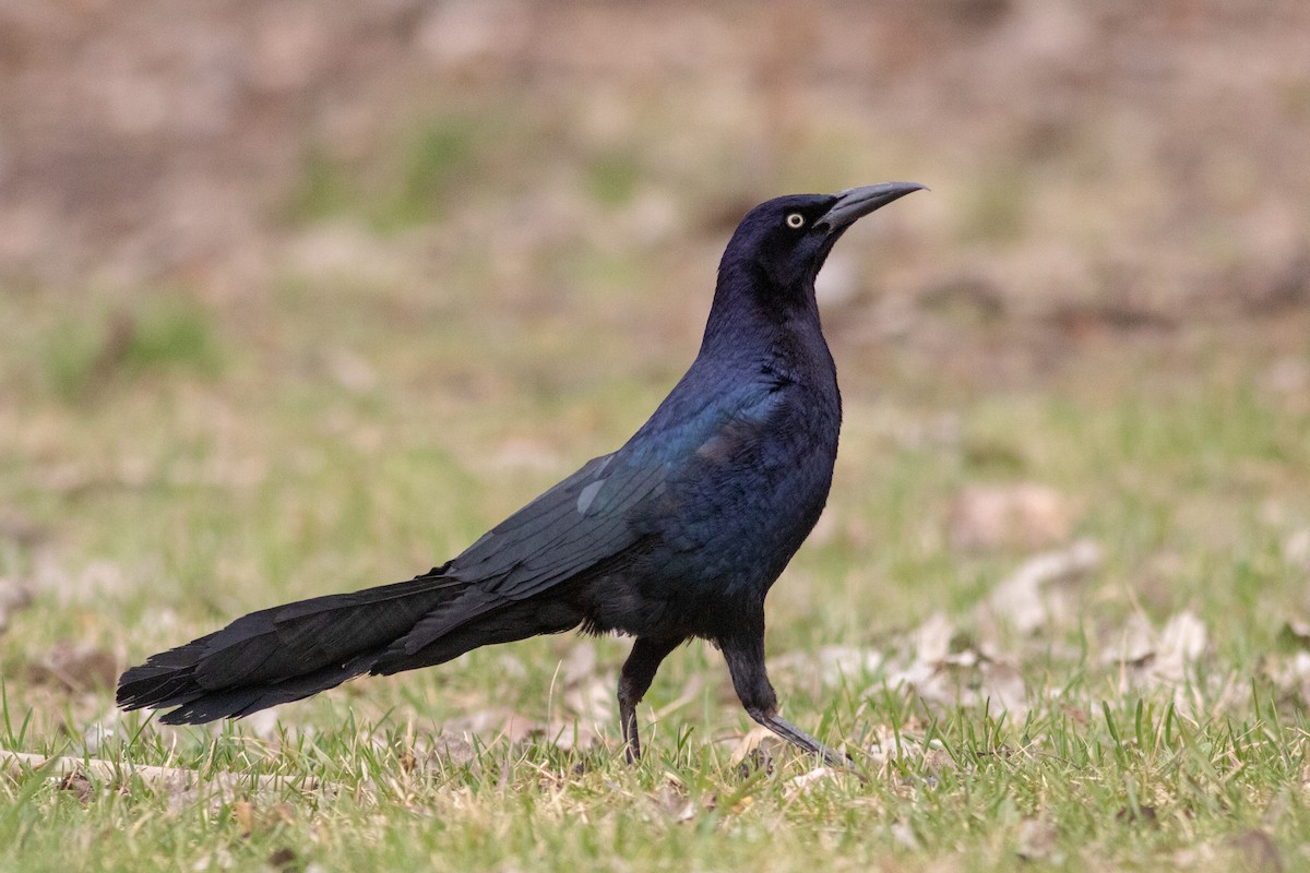 Great-tailed Grackle - ML233627291