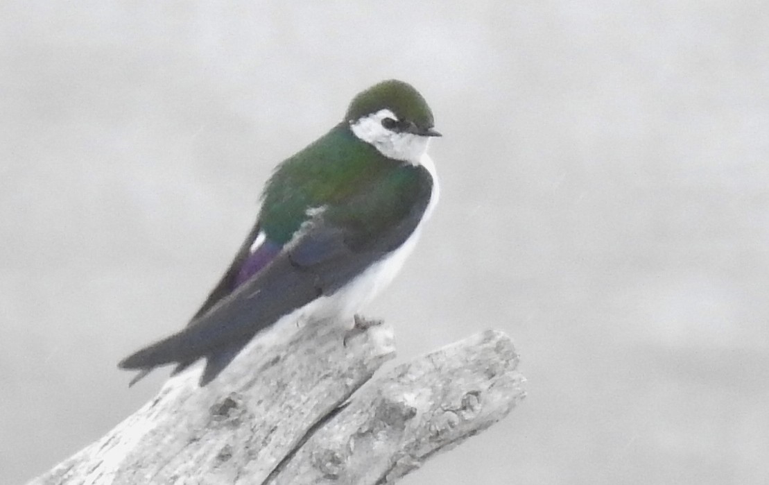 Violet-green Swallow - Pat Grantham