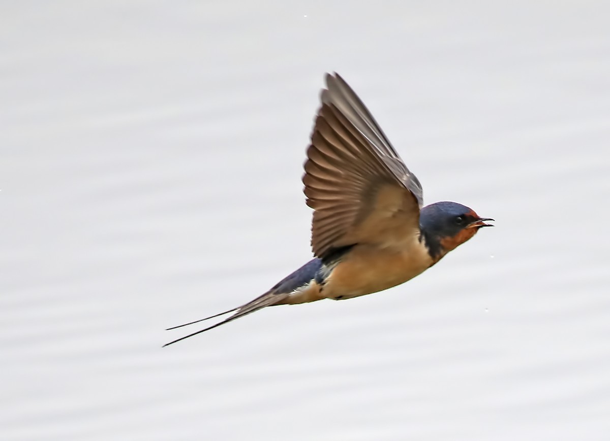 Barn Swallow - Elizabeth Winter