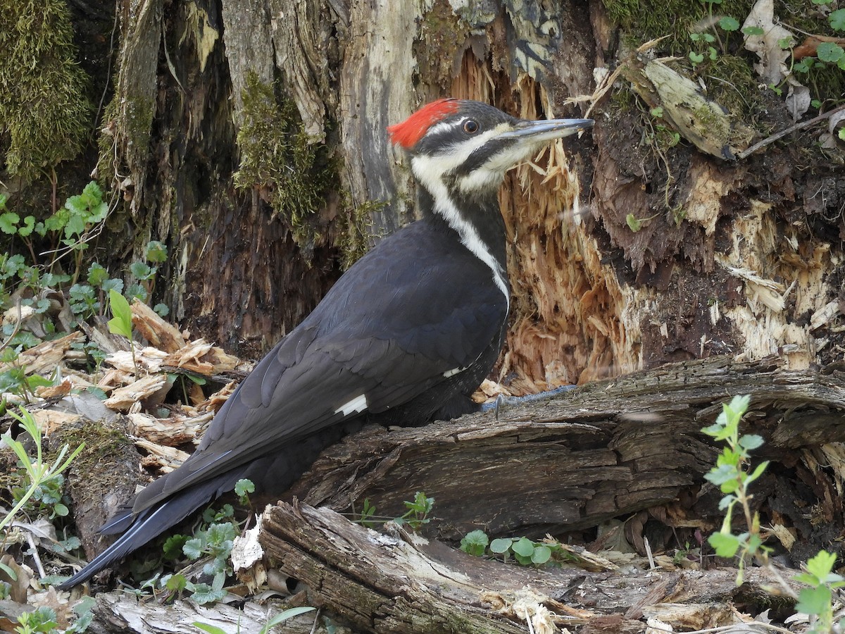 Pileated Woodpecker - ML233628461