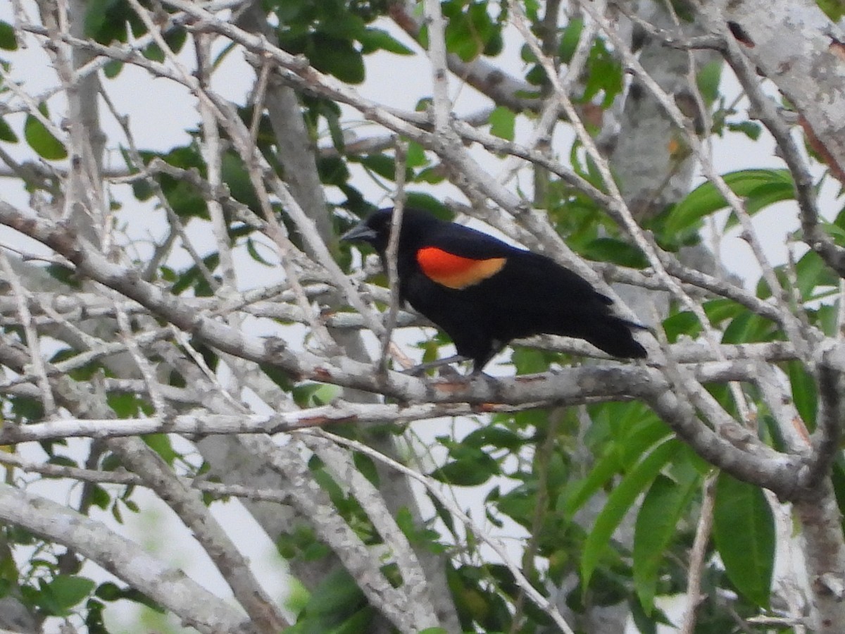Red-winged Blackbird - ML233633641