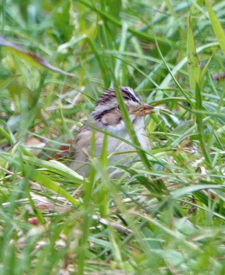Clay-colored Sparrow - ML233634781