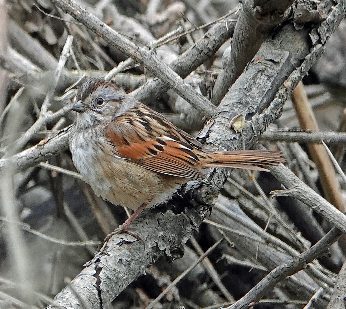 Swamp Sparrow - ML233635241