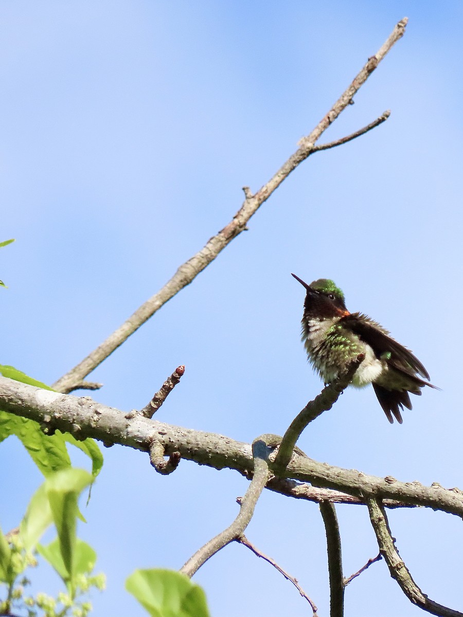 Ruby-throated Hummingbird - Quinn Emmering