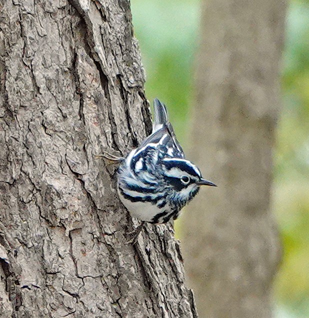 Black-and-white Warbler - ML233636731