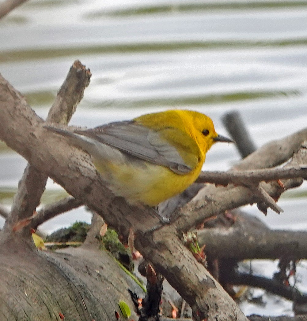 Prothonotary Warbler - ML233636981