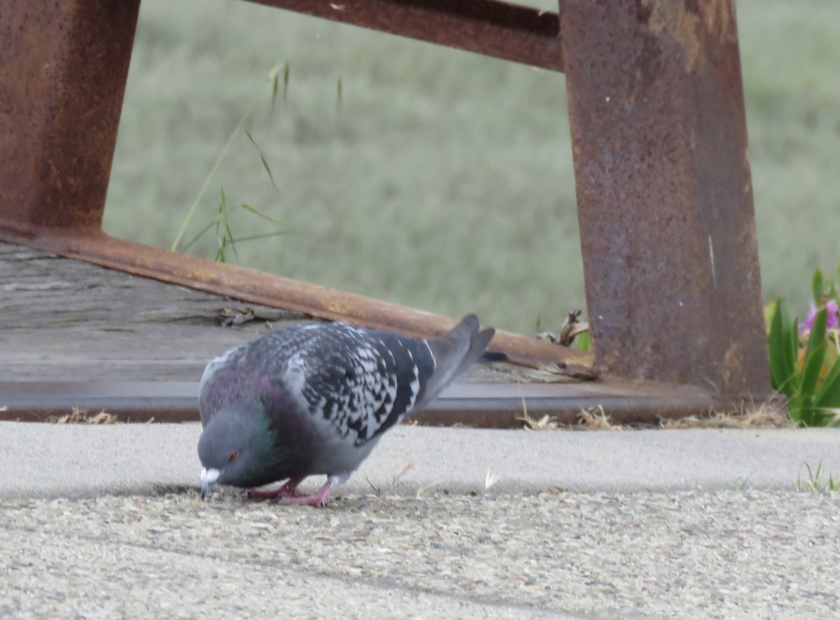 Rock Pigeon (Feral Pigeon) - ML233640441