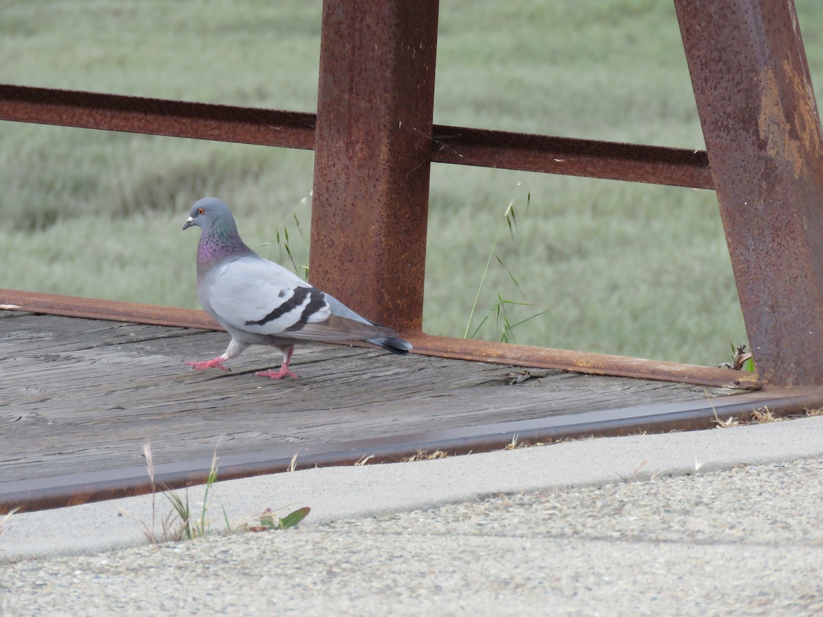 Rock Pigeon (Feral Pigeon) - ML233640591
