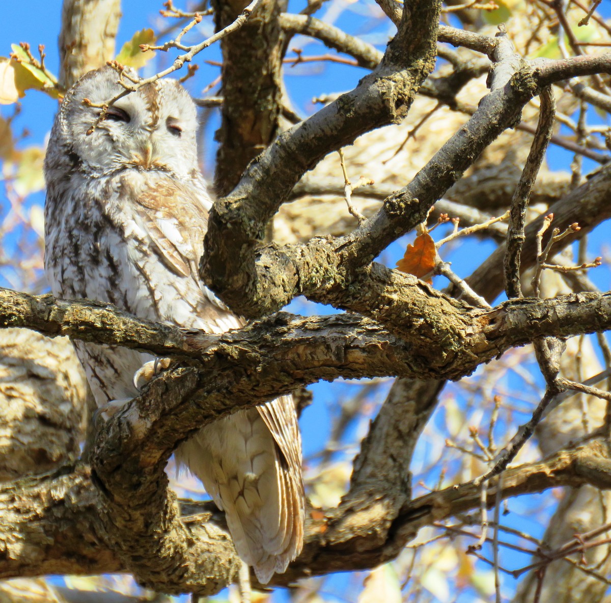Tawny Owl - ML23364501