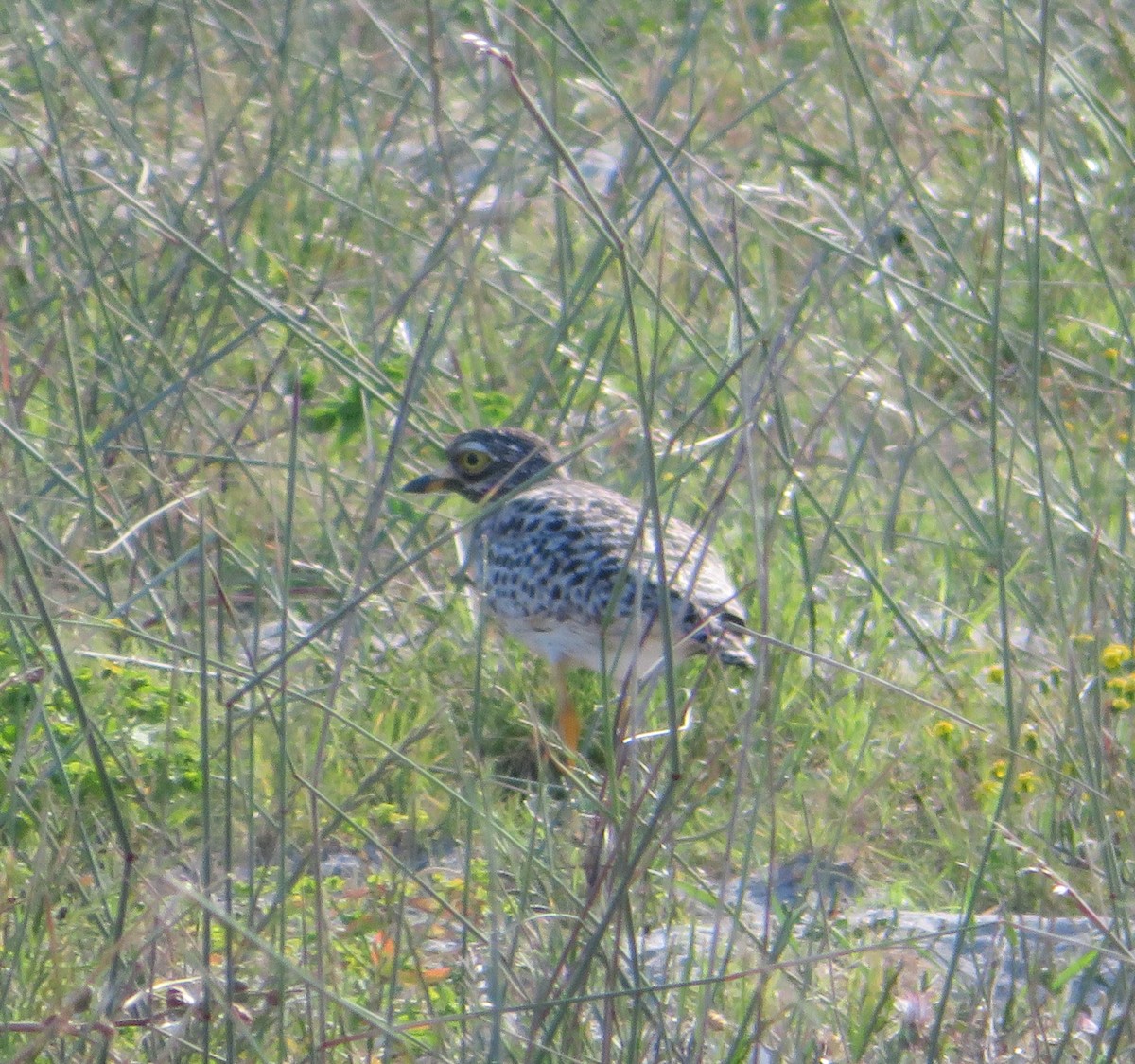 Spotted Thick-knee - ML233645451