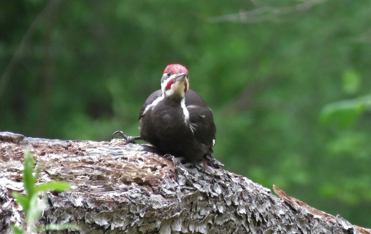 Pileated Woodpecker - ML233648431