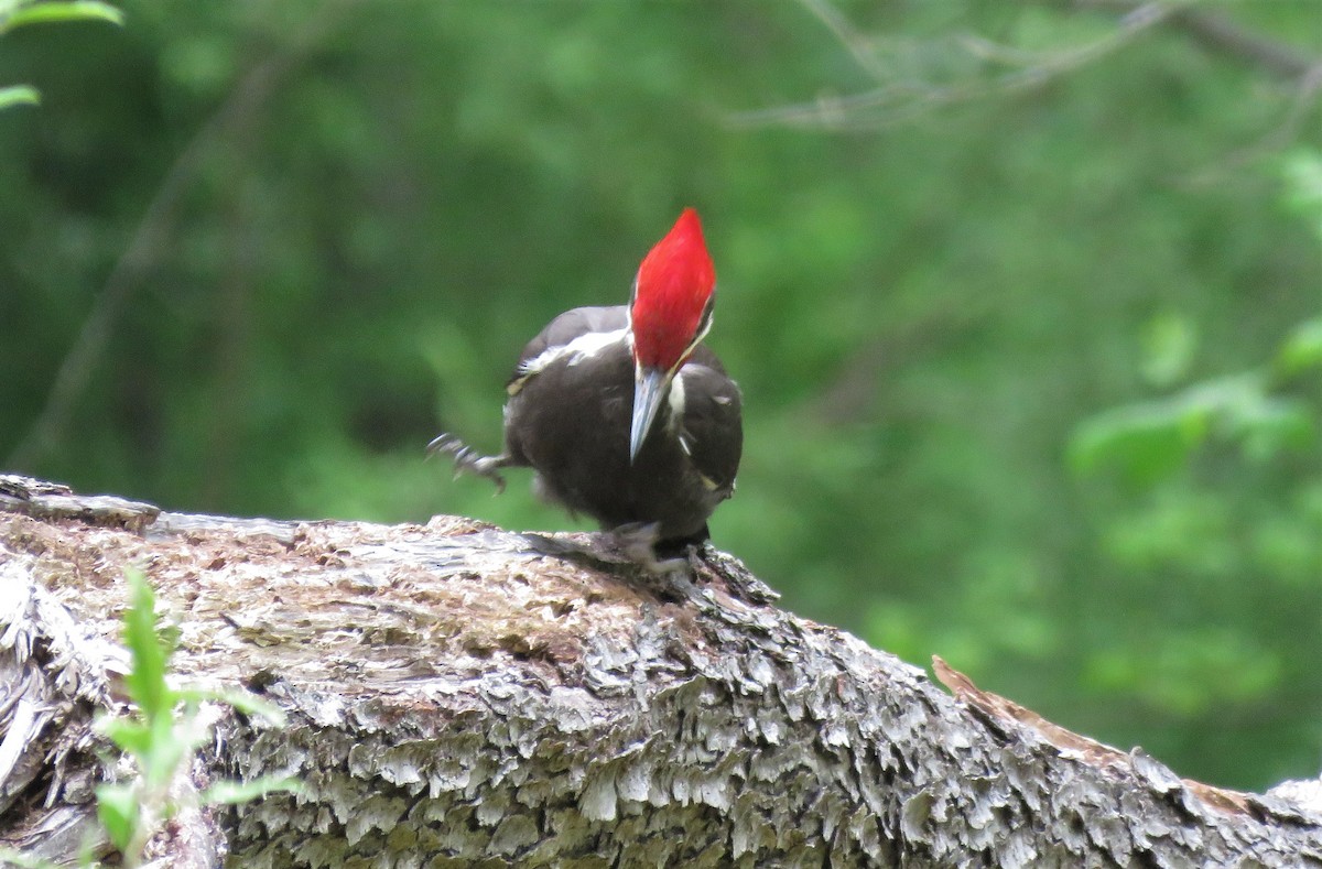 Pileated Woodpecker - ML233648441
