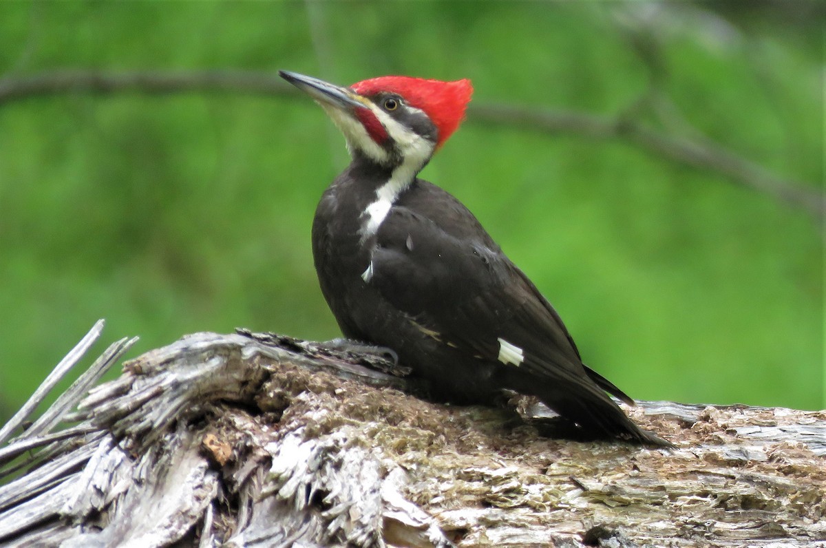Pileated Woodpecker - ML233648451