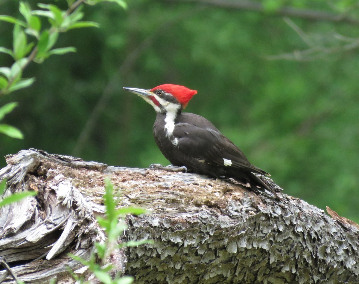 Pileated Woodpecker - ML233648521