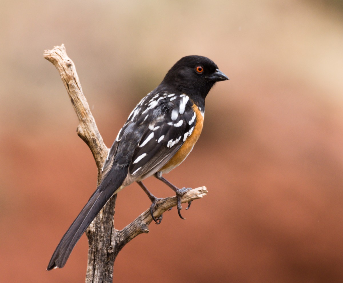 Spotted Towhee - ML233649971
