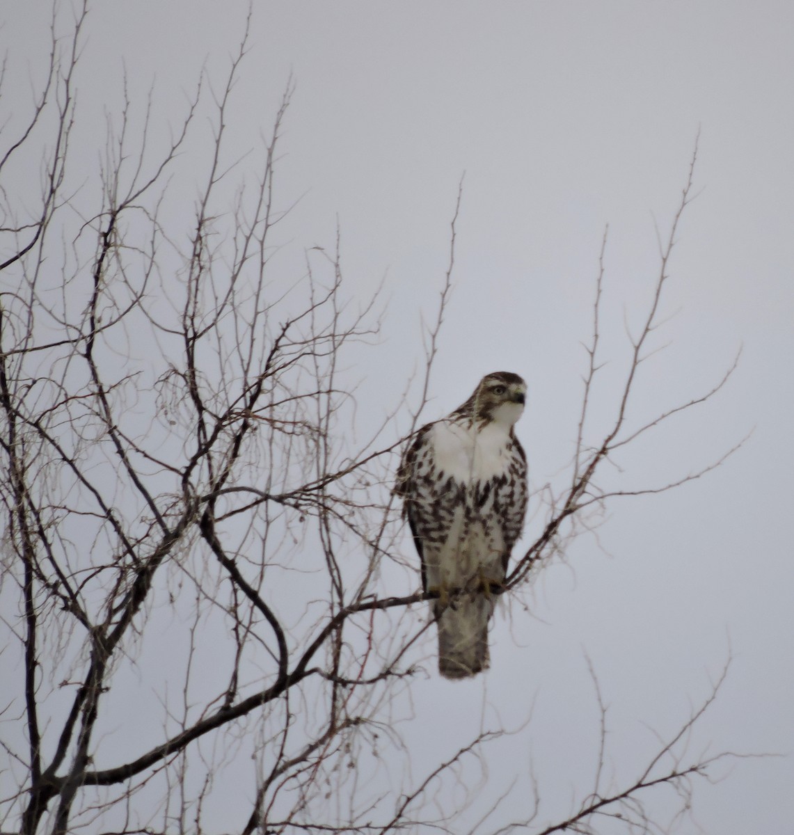 Red-tailed Hawk - ML23365331