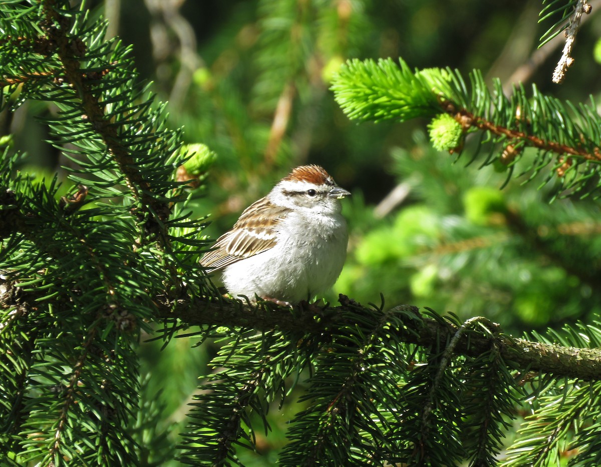 Chipping Sparrow - ML233653681