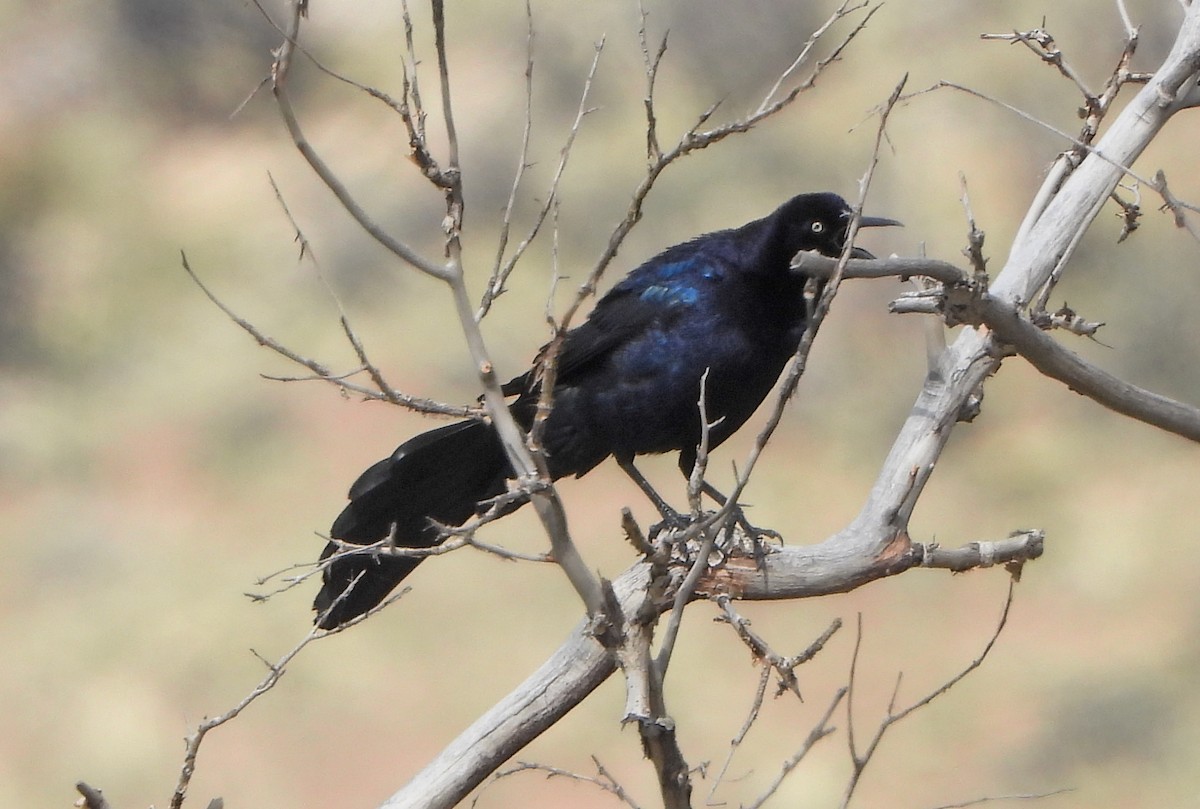 Great-tailed Grackle - ML233654661
