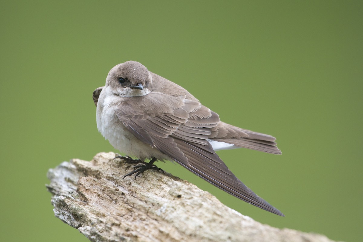 Northern Rough-winged Swallow - ML233654951