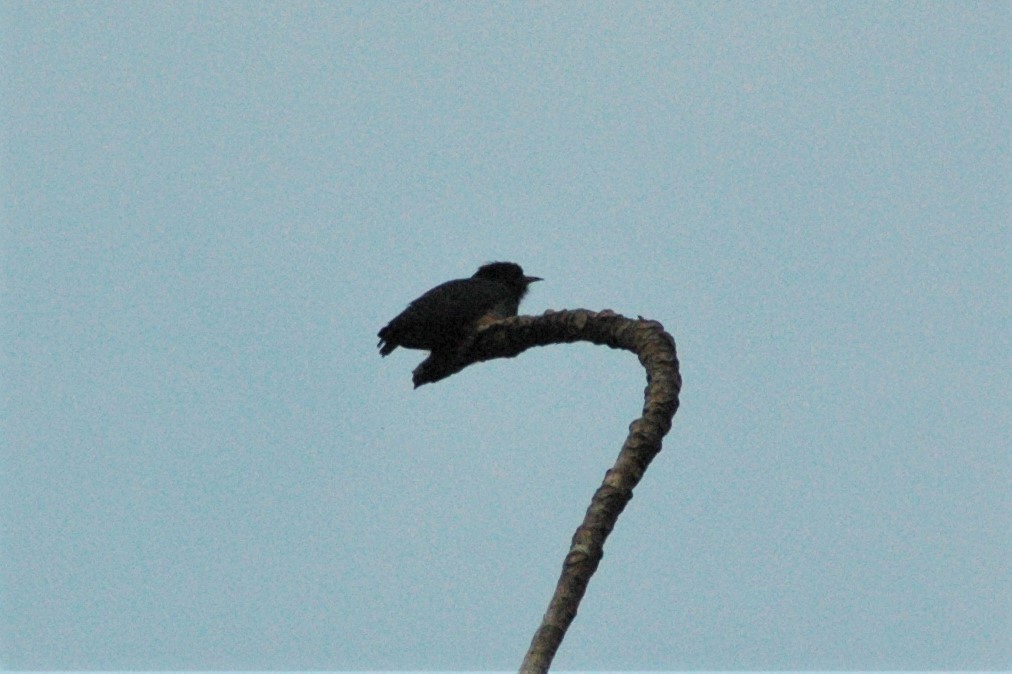 Swallow-winged Puffbird - ML23365511
