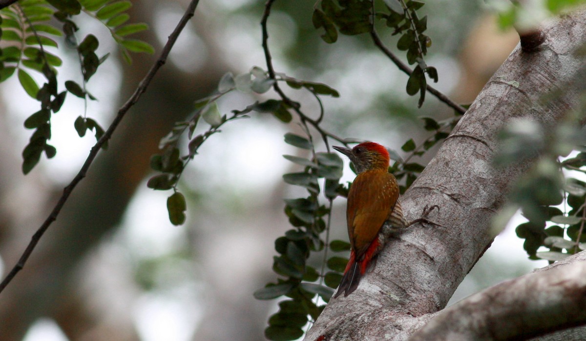 Red-rumped Woodpecker - Jay McGowan