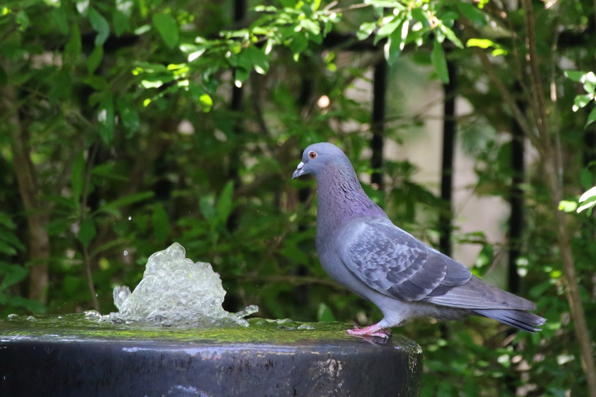 Rock Pigeon (Feral Pigeon) - ML233658231