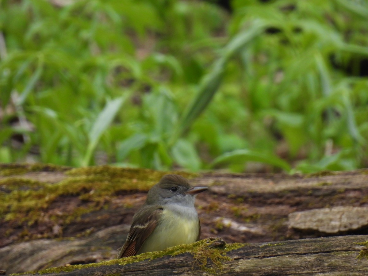 Great Crested Flycatcher - ML233659301