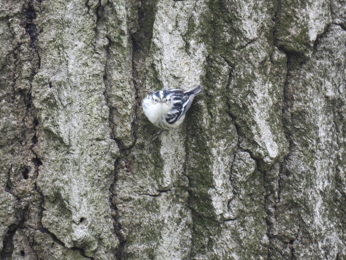 Black-and-white Warbler - ML233659971