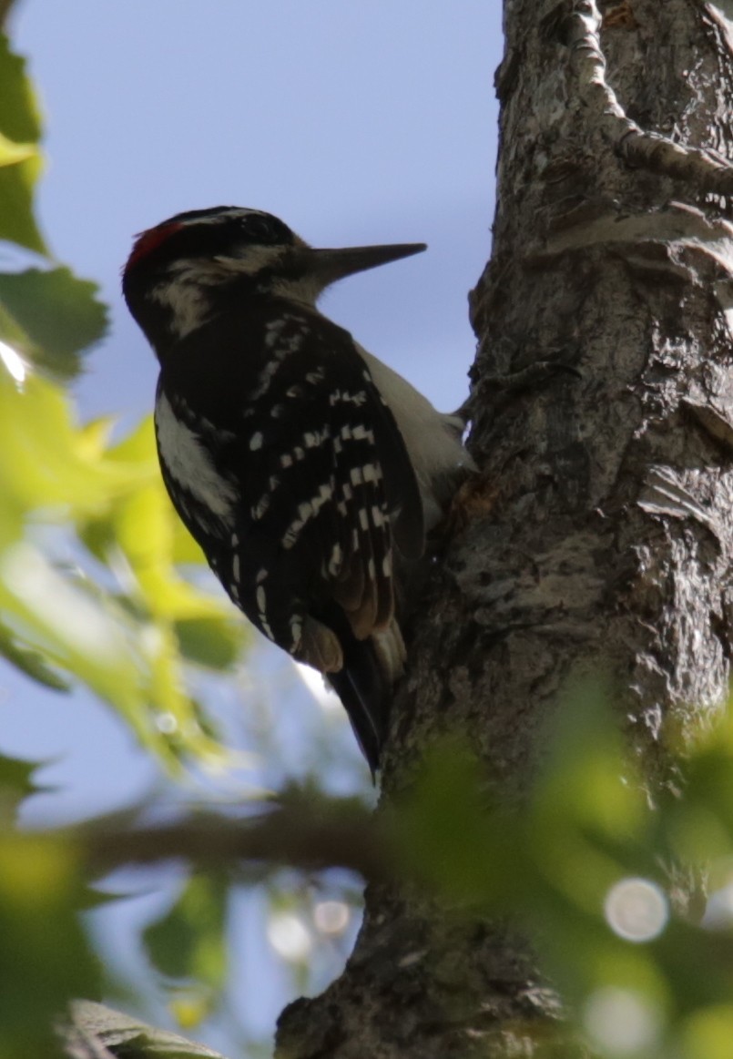 Hairy Woodpecker - Donna Stumpp