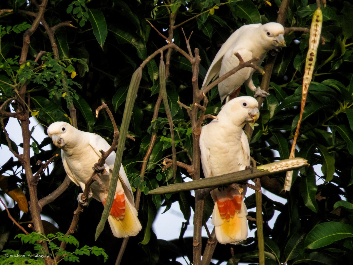 Philippine Cockatoo - Erickson Tabayag