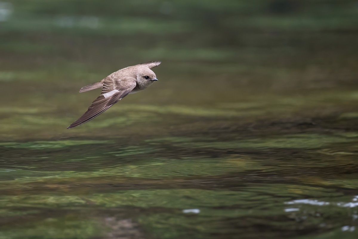 Northern Rough-winged Swallow - ML233662611