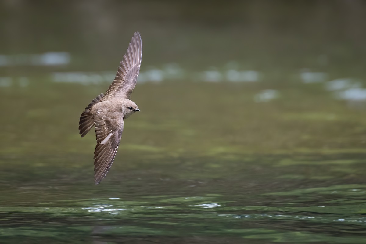 Northern Rough-winged Swallow - ML233662691