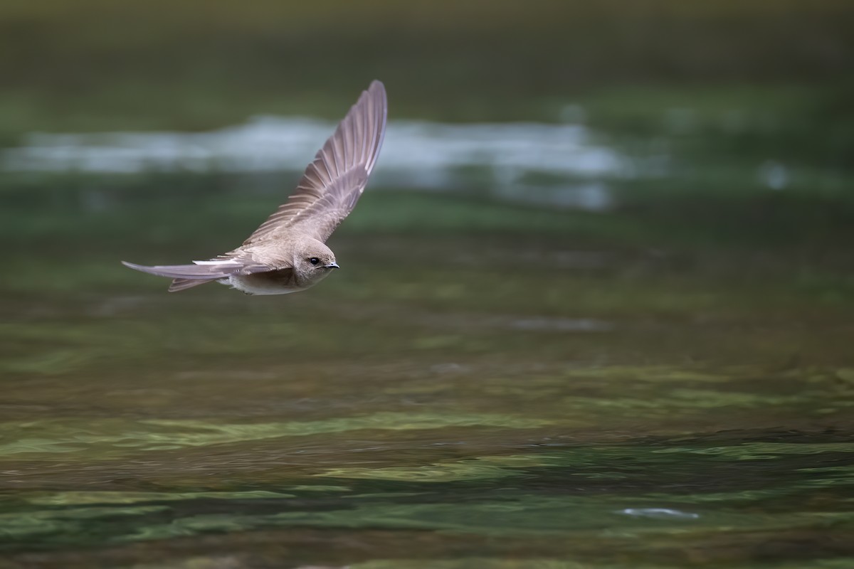 Northern Rough-winged Swallow - ML233662931