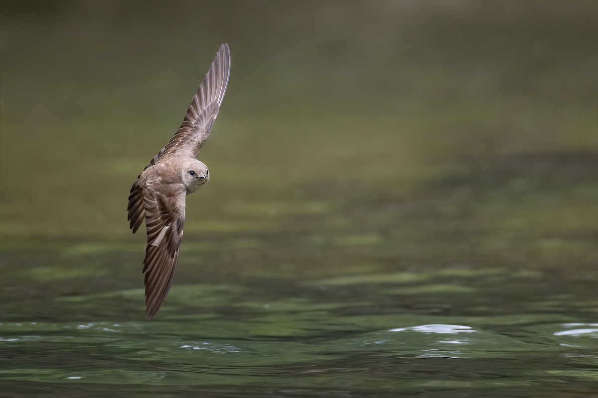 Northern Rough-winged Swallow - ML233662941