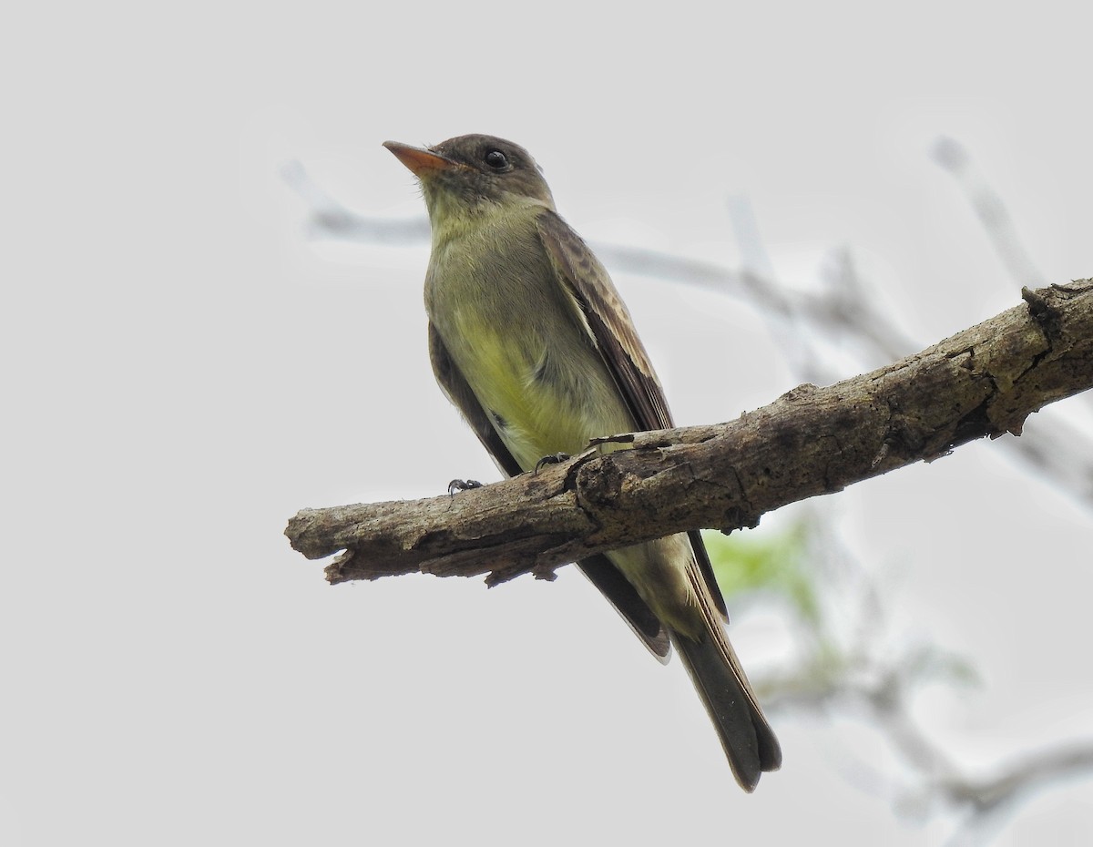 Northern Tropical Pewee - Anonymous