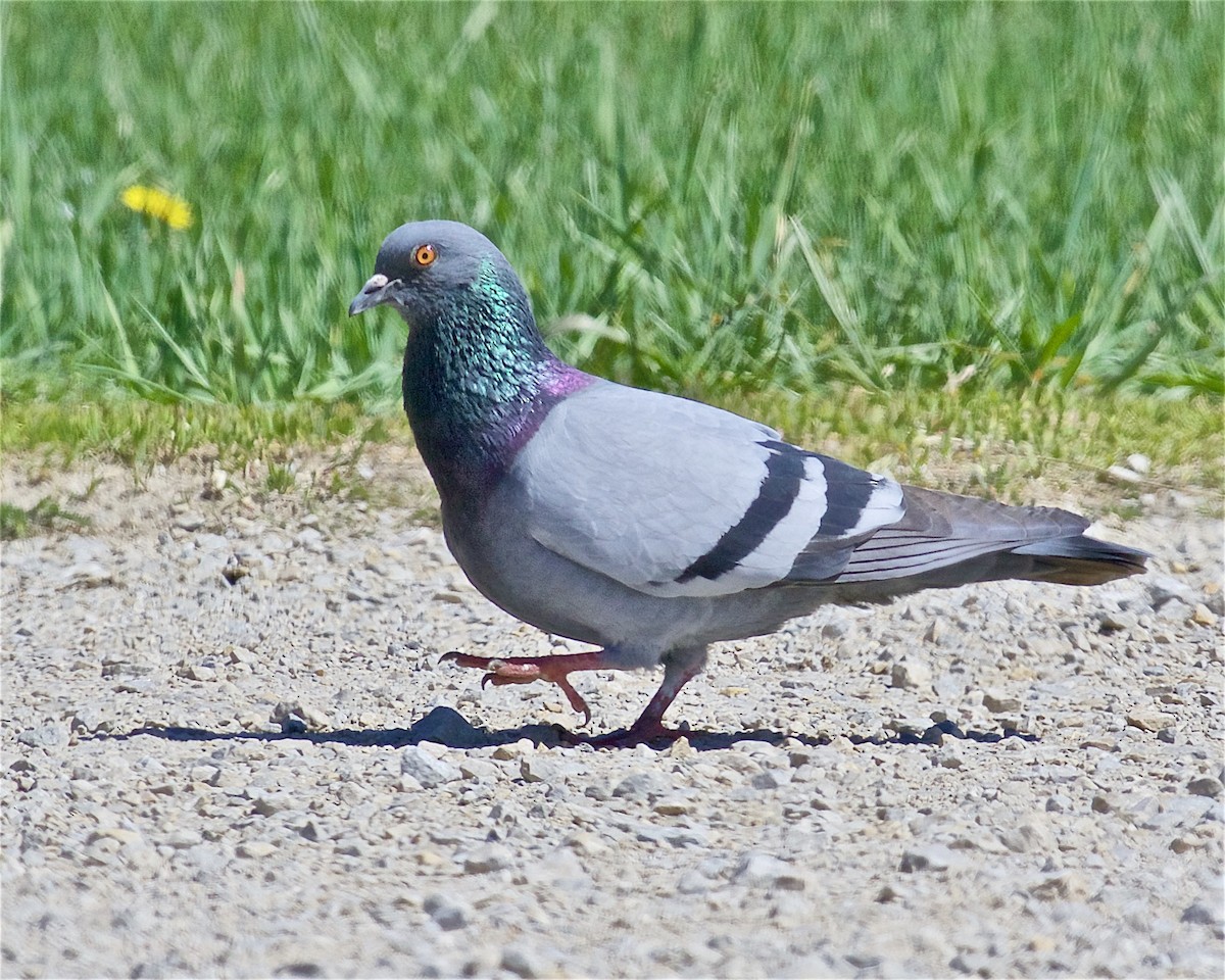 Rock Pigeon (Feral Pigeon) - ML233665391