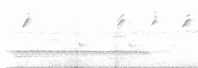 White-browed Scrubwren (Buff-breasted) - ML233667